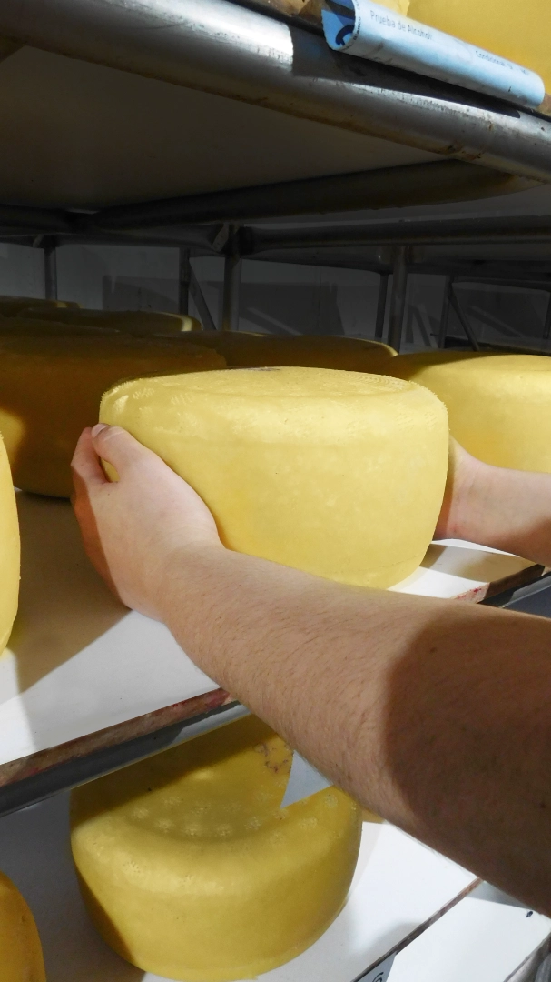 Persona agarrando un queso de Ricolact